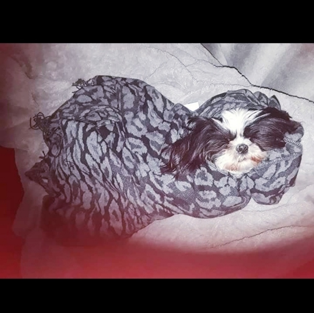 Poncho - Picture 3 of 8